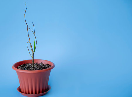Highlighted on a blue background is a dry sprout of a small lemon tree. The concept of improper...