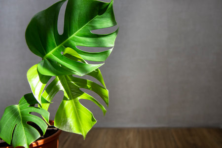 Juicy, green leaves of the monster plant. Bright sun rays penetrate the window. An evergreen tropical species. Daylight. The concept of home cultivation of plants and gardening.の写真素材