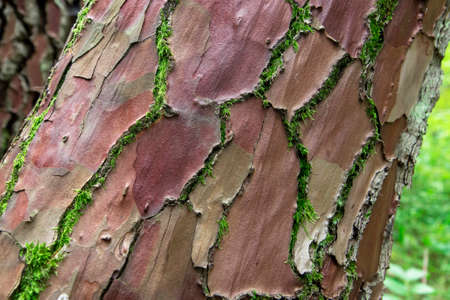 view of the trunk of a spruce tree in the summer forest. The structure of bark and moss in close-up. Design concept of nature and organic materialsの写真素材