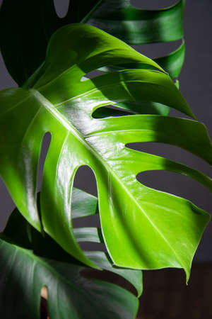 Bright and green leaves of the monster plant. Evergreen tropical view. Shadow.The concept of home cultivation of plants and gardeningの写真素材