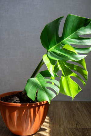 Bright and green leaves of a monster plant in a brown flower pot. Evergreen tropical view. Shadow from the sun. The concept of home cultivation of plants and gardeningの写真素材