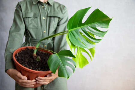 A young girl is holding a flower pot with a monstera plant in her hands. An evergreen tropical species. Daylight. The concept of home care for ornamental plantsの写真素材