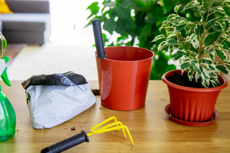 A view of a ficus plant on the background of a flower pot, garden tools and a bag of earth. We plant ornamental plants at home. Love and care for plants. Crop production and horticultureの写真素材