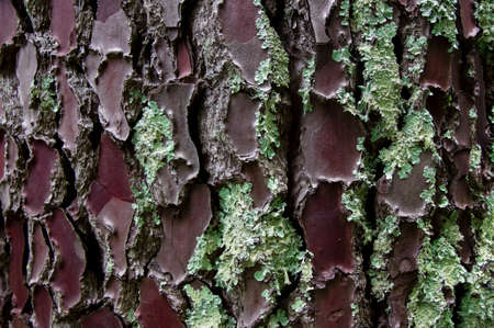 View of the moss cover against the background of the bark of a spruce brown tree. Close-up of the texture of green moss on the surface of the treeの写真素材