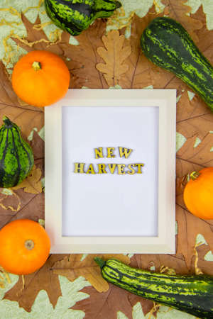 The inscription new harvest in a white rectangular wooden frame on a background of dry leaves and orange and green pumpkins.The concept of decorative vegetables and decorations for Halloween.の写真素材