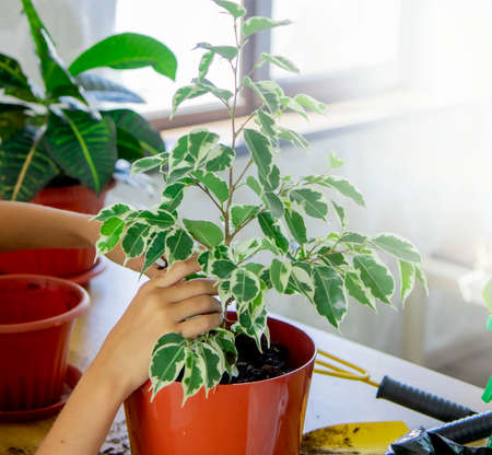 Top view of the hands that are transplanting a green ficus plant. Love and care for home plants, plant growing and gardening in the houseの写真素材