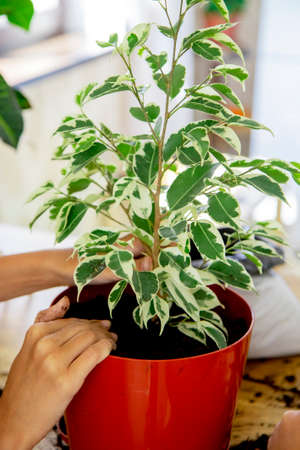 Selective focus on the hands that plant ficus in a brown pot. Home gardening, love of indoor plants. The concept of family leisure and hobbiesの写真素材