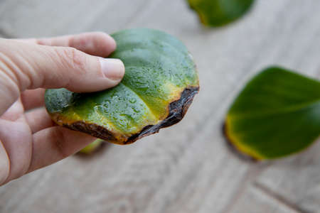 close-up of a female hand holding a leaf of a houseplant peperomia, yellowed and withered. The concept of home care for plants. Hobbies, home gardening. Diseases of domestic plants.の写真素材