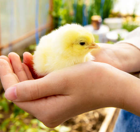 Women's hands hold a cute little yellow chicken. The concept of farming and poultry care.の写真素材