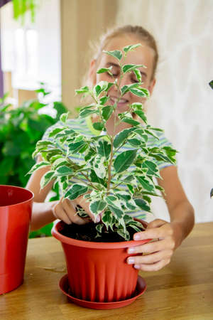 a child - a gardener girl who plants a ficus plant in a pot and smiles. Home gardening, love of indoor plants. Planting of domestic plants. selective focusの写真素材