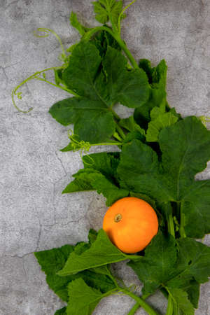 Top view of an orange decorative pumpkin on the green shoots of the plant. The concept of the autumn harvest of a new crop. Space for text, copy space.の写真素材