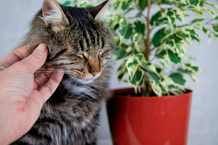 A gray tabby cat sits next to a ficus plant and sniffs it. A hand strokes his head. The concept of a cat and indoor green plantsの写真素材