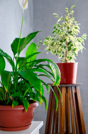 View of a green spathiphyllum plant against the background of other plants. Beautiful flowering plants in the home interiorの写真素材