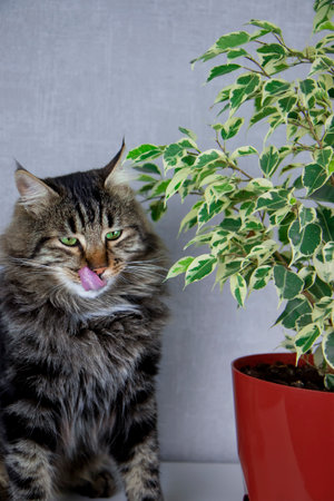 A gray striped cat sits next to a ficus plant, licks itself with its tongue after eating. The concept of a cat and indoor green plantsの写真素材