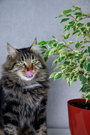 A gray striped cat sits next to a ficus plant, licks itself with its tongue after eating. The concept of a cat and indoor green plantsの写真素材