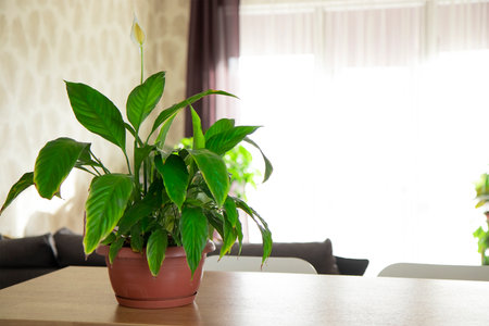 Flower arrangement of indoor plants on an original wooden stand. Spathiphyllum in the interior. Care of indoor plants. A green plant with large leaves.の写真素材