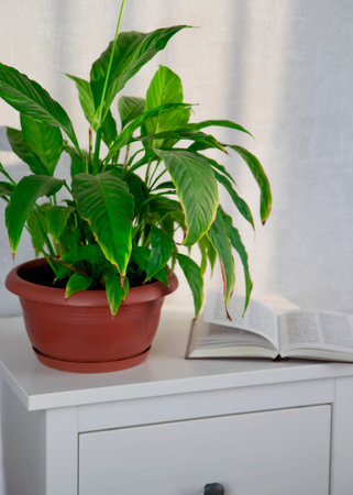 Flower arrangement of indoor plants. Spathiphyllum in the home interior. Care of potted plants. A green plant with large leaves on the background of books. Place for text.の写真素材