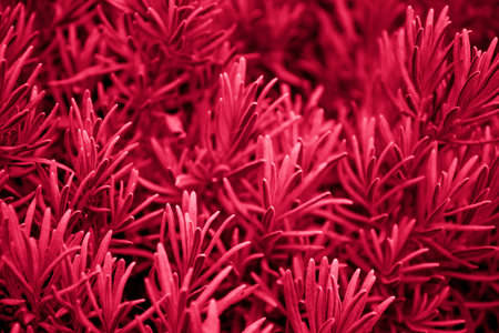 selective focus on the background of fresh lavender sprigs, carmine red shade Viva Magenta 2023, tonedの写真素材