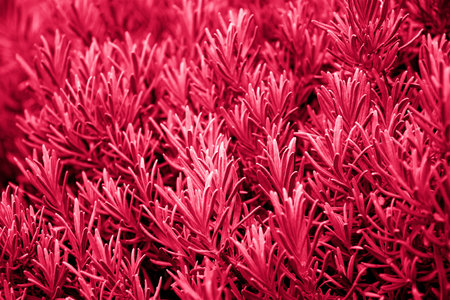 selective focus on the background of fresh lavender sprigs, carmine red shade Viva Magenta 2023, tonedの写真素材