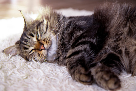 The domestic cat sleeps on the floor in the living room on a white fluffy carpet. Gray cat at homeの写真素材