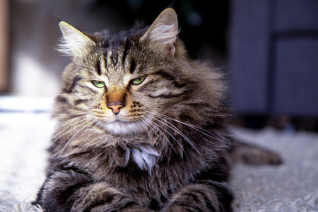 a charming Gray tabby cat lies on the floor in the living room and looks awayの写真素材