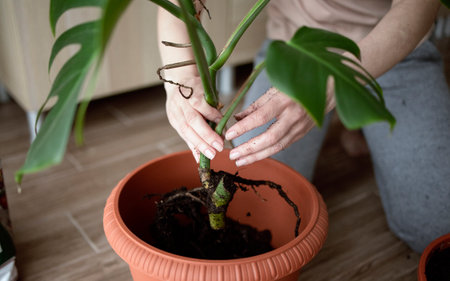 a womans hands close-up transplanting a monstera plant into a large pot. Care of home plants. Evergreens in the interior.の写真素材