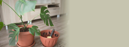 View of an empty flower pot and a garden yellow spatula on the background of a beautiful monstera plant. Transplanting of home flowers, care and gardening in an apartment or in a house.Bannerの写真素材