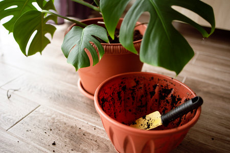 View of an empty flower pot and a garden yellow spatula on the background of a beautiful monstera plant. Transplanting of home flowers, care and gardening in an apartment or in a house.の写真素材