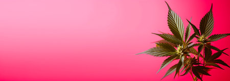 A marijuana plant on a pink background. Bright green cannabis leaves. copyspace. Banner.の素材