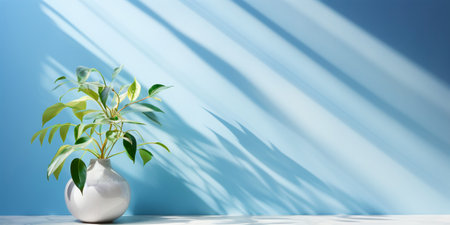 There are beautiful plants with long green leaves on a blue background in a white round pot. There is light and shadow from the window on the wall. Place for the text.の素材