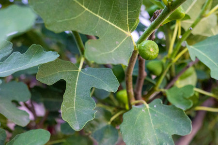 Among lush green foliage, a fig tree shows off its glossy leaves and small, developing figs. The...