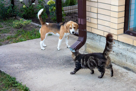 In a peaceful garden, a beagle and a fluffy tabby cat explore their surroundings, their curiosity...