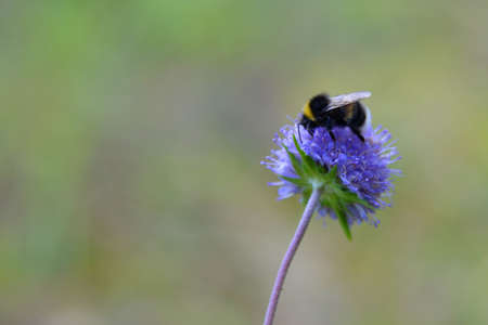 Bee on a flower collects nectar in a warm, summer, Sunny day on a background of green grass, shot close-upの写真素材