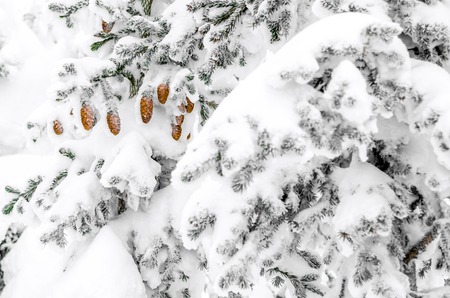 Cones on a pine in the winter forest of Siberiaの写真素材