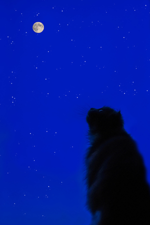 An animal looking at the moon and the starry skyの写真素材