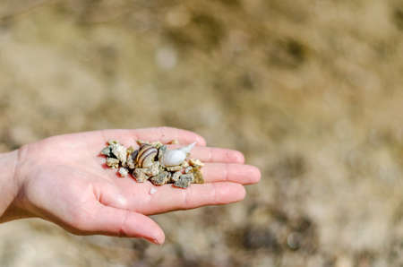 Seashells and pebbles on the girls palmの写真素材