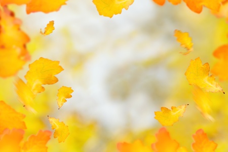 beautiful autumn background with yellow and orange foliageの写真素材