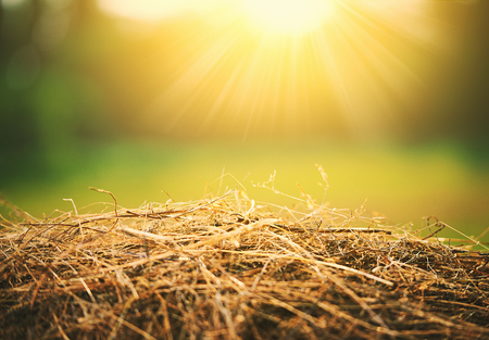 natural summer hay and straw in the sunlightの写真素材