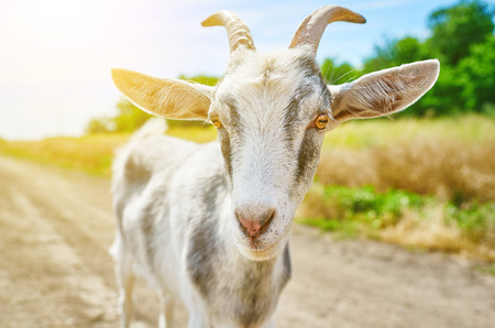 goat in the summer outdoors in natureの写真素材