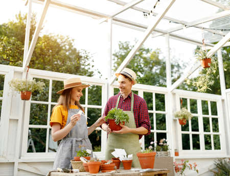 Happy couple man and woman smiling and planting sprouts while standing near table in orangery on sunny summer day in gardenの写真素材