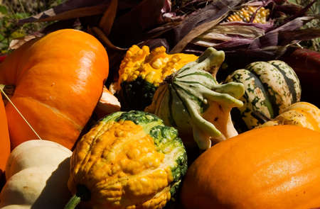 Get your Halloween pumpkin at a pumpkin patchの写真素材