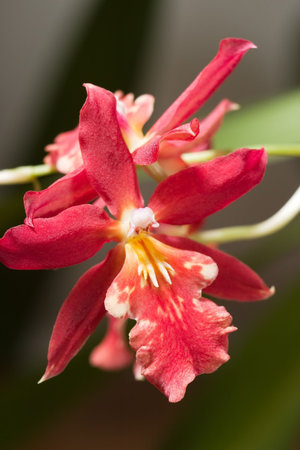 Gorgeous scarlet orchid flower inside greenhouseの写真素材