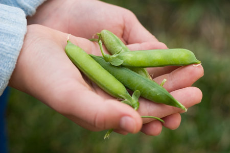 Childs hands full of bunch of pea pods in backyard in own gardenの写真素材