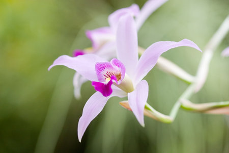 Gorgeous elegant orchid flower in gardenの写真素材