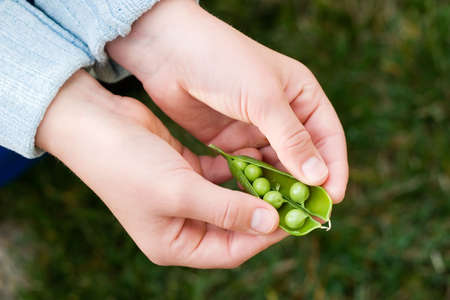 Child hands hold one pea pod and cracking it in backyard in own gardenの写真素材