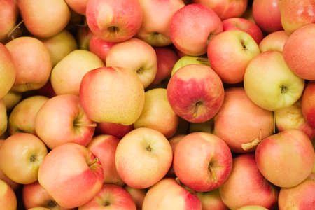 Pile of colorful organic apples during harvest timeの写真素材