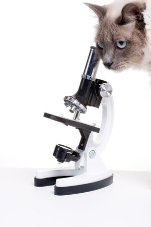 Smart cat looking to microscope with research kit contents around over white paper background
