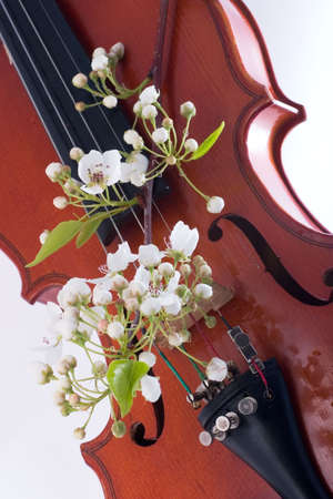 Spring twig of blooming flowers over old violinの写真素材