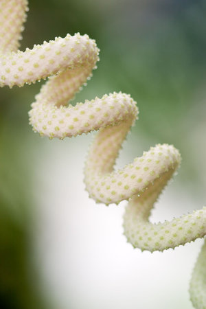Tropical flower of the spiral shape covered with water dropsの写真素材