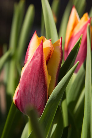 Many blooming spring tulips over sunrise clear sky